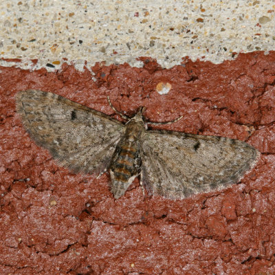 Hodges#7474 * Common Eupithecia * Eupithecia miserulata
