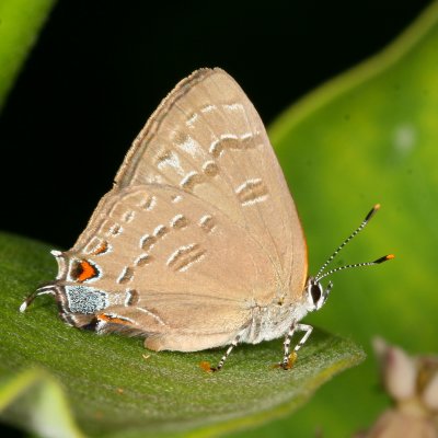 Banded Hairstreak