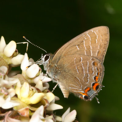 Striped Hairstreak