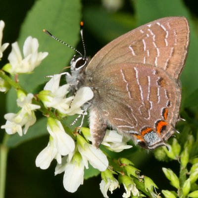 Striped Hairstreak