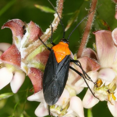 Miridae : Plant Bugs
