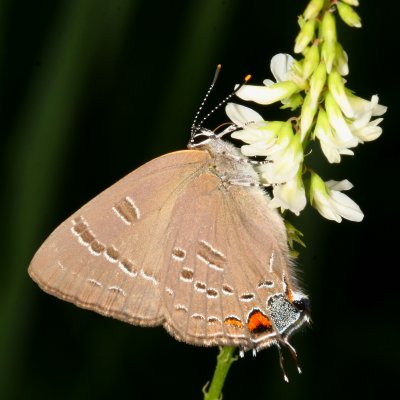 Banded Hairstreak