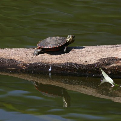 baby Painted Turtle