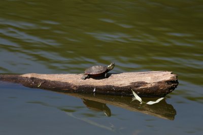 Eastern Painted Turtle - hatchling