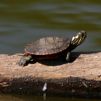 baby Painted Turtle