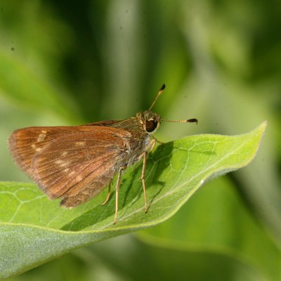 Little Glassywing