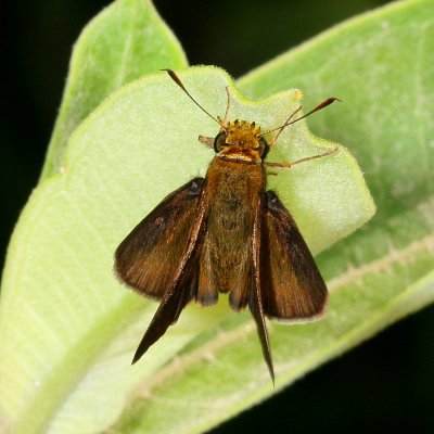 Dun Skipper ♂