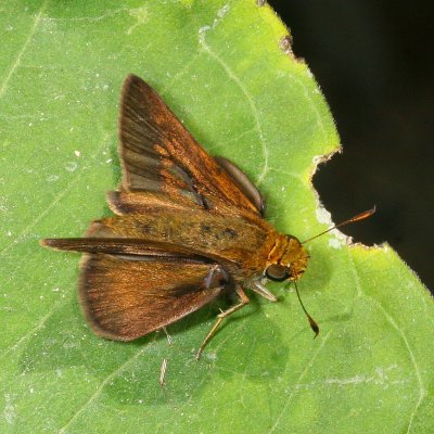 Dun Skipper ♂