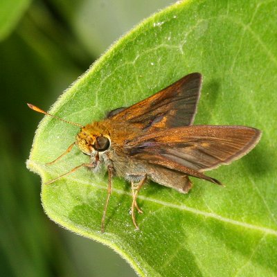 Dun Skipper ♂
