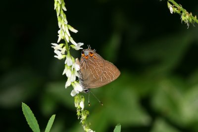 Striped Hairstreak