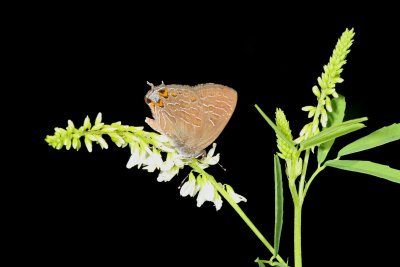 Striped Hairstreak