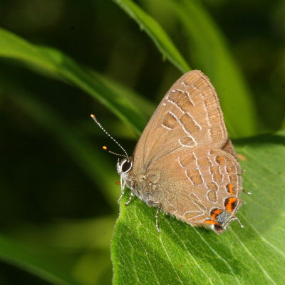 Striped Hairstreak