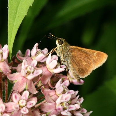 Little Glassywing