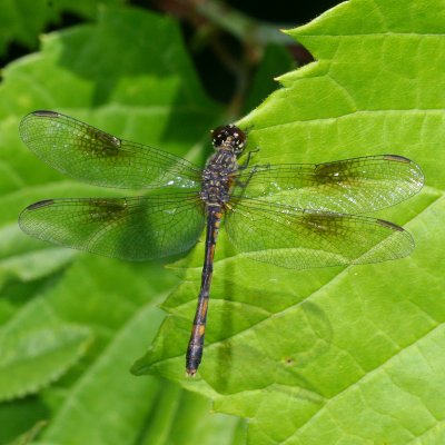 Seaside Dragonlet ♂