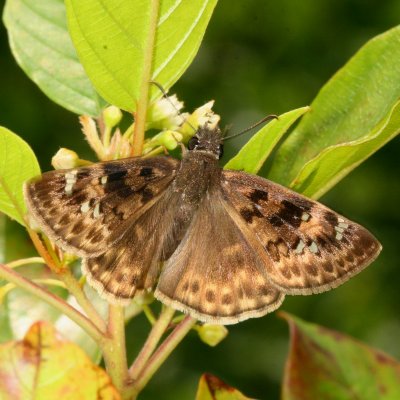 Horace's Duskywing ♀