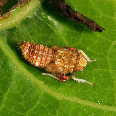 Japanese Leafhopper - nymph