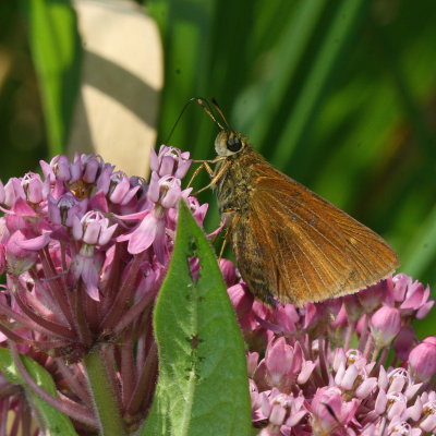Dion Skipper