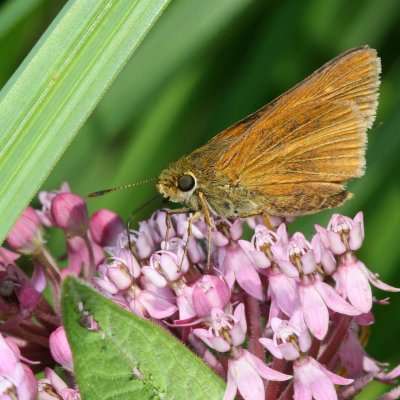 Dion Skipper