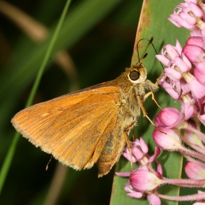 Dion Skipper