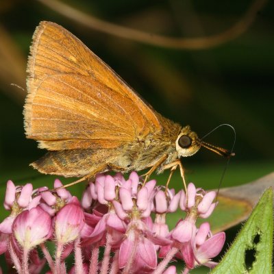 Dion Skipper