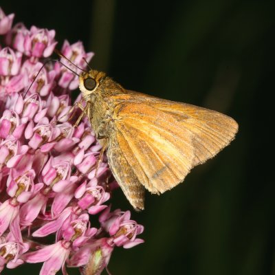 Dion Skipper