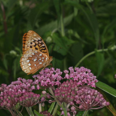 Great Spangled Fritillary