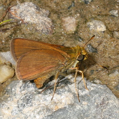 Dun Skipper