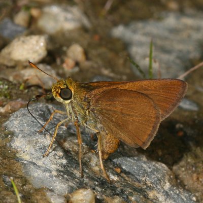 Dun Skipper