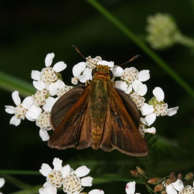 Dun Skipper ♂