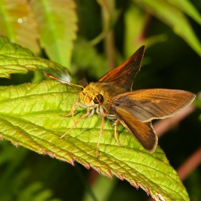 Dun Skipper ♂