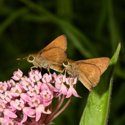 Dun Skipper