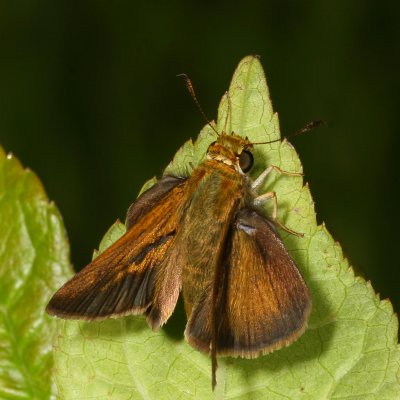 Dun Skipper ♂