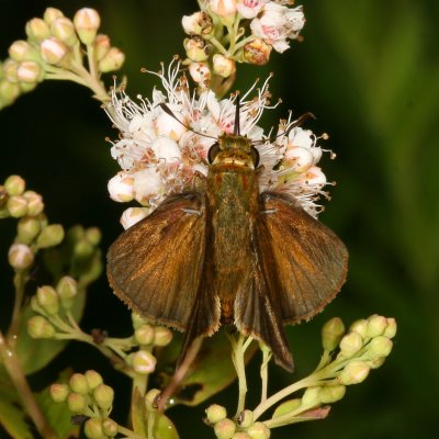 Dun Skipper ♂