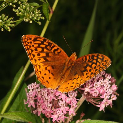 Great Spangled Fritillary