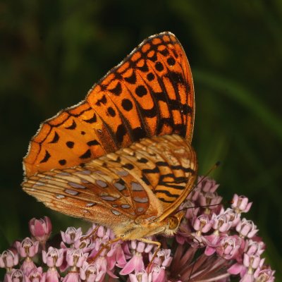 Great Spangled Fritillary