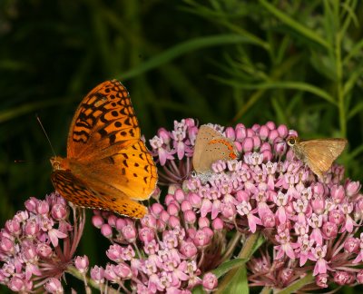 GSF & Coral Hairstreak & Northern Broken-dash