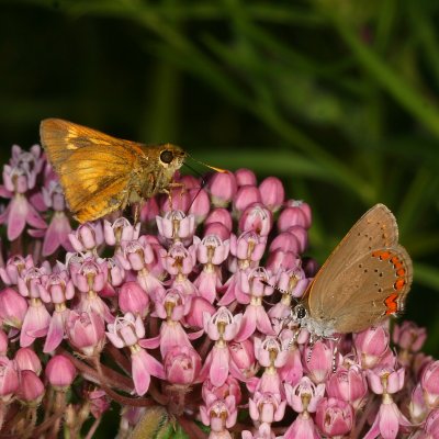 Black Dash & Coral Hairstreak