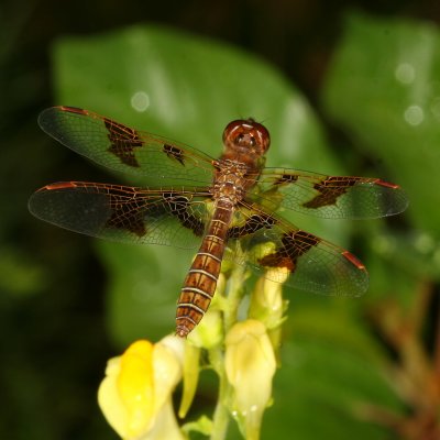 Eastern Amberwing ♀