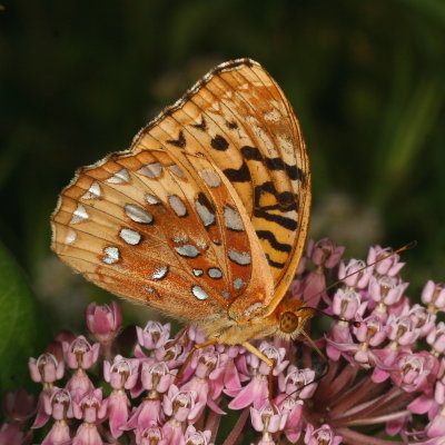 Great Spangled Fritillary