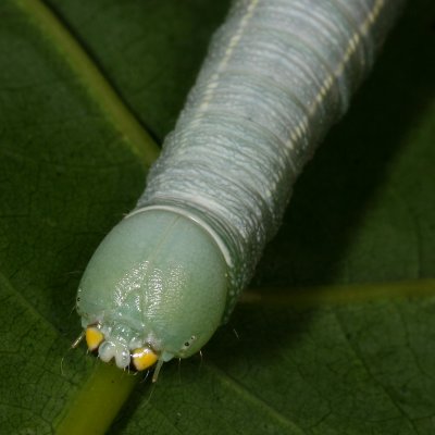 White-dotted Prominent