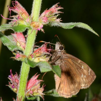 Horace's Duskywing ♀