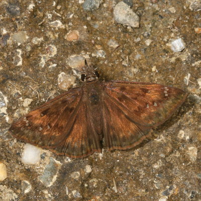 Horace's Duskywing ♀