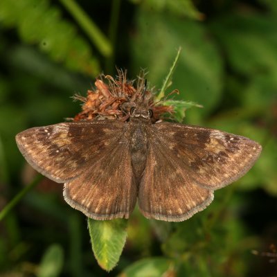 Horace's Duskywing ♂