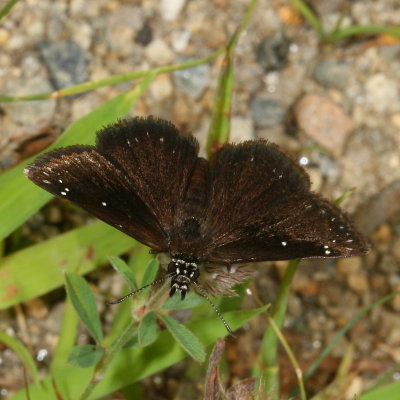 Common Sootywing