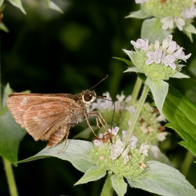 Little Glassywing