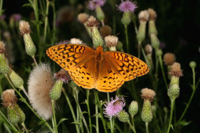 Great Spangled Fritillary