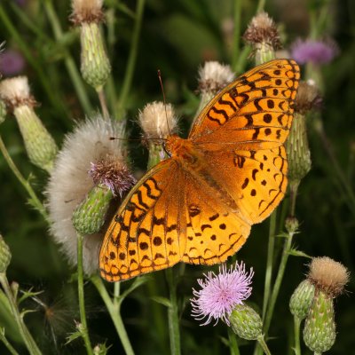 Great Spangled Fritillary