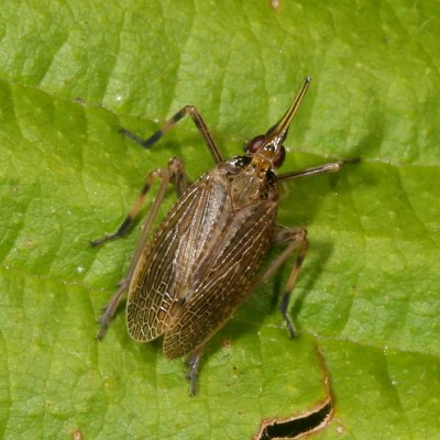 Scolops sulcipes * The Partridge Bug