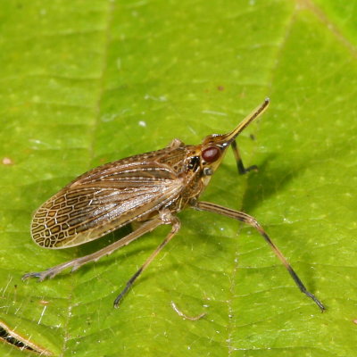 Dictyopharidae : Dictyopharid Planthoppers