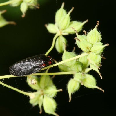Prosapia ignipectus